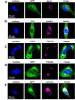 GFP Antibody in Immunocytochemistry (ICC/IF)