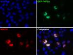 GFP Antibody in Immunocytochemistry (ICC/IF)