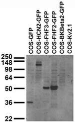 GFP Antibody in Western Blot (WB)