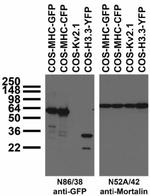 GFP Antibody in Western Blot (WB)