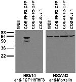 FGF11/FHF3 Monoclonal Antibody (N92/14)
