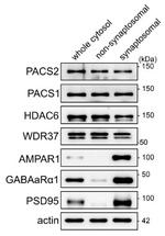 GABA-A-R/Alpha1 Antibody in Western Blot (WB)