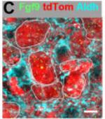 Aldh1L1 Monoclonal Antibody (N103/39)