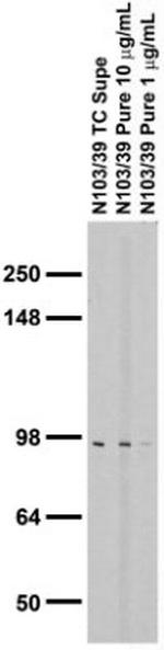 Aldh1L1 Antibody in Western Blot (WB)