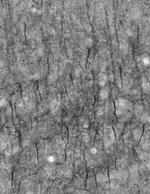 Ankyrin-G Antibody in Immunohistochemistry (Frozen) (IHC (F))