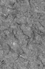 Ankyrin-G Antibody in Immunohistochemistry (Frozen) (IHC (F))