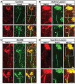 Ankyrin-G Antibody in Immunohistochemistry (Frozen) (IHC (F))