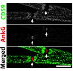 Ankyrin-G Antibody in Immunohistochemistry (Frozen) (IHC (F))