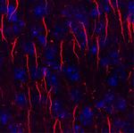 Ankyrin-G Antibody in Immunohistochemistry (Frozen) (IHC (F))