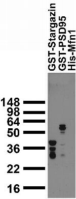GST Antibody in Western Blot (WB)