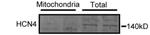 HCN4 Antibody in Western Blot (WB)