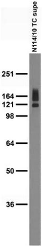 HCN4 Antibody in Western Blot (WB)