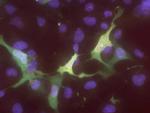 DNMT3L Antibody in Immunocytochemistry (ICC/IF)