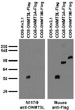 DNMT3L Antibody in Western Blot (WB)