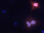 MPP8 Monoclonal Antibody (N119/44)