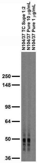 SNAT1 Antibody in Western Blot (WB)