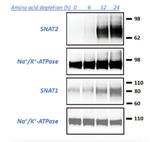SNAT1 Monoclonal Antibody (N104/37)