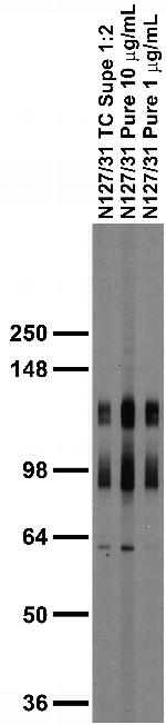 Pan-SAPAP Antibody in Western Blot (WB)
