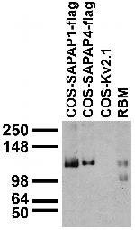 Pan-SAPAP Antibody in Western Blot (WB)
