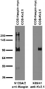 Haspin/GSG2 Antibody in Western Blot (WB)