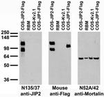 JIP-2/IB-2 Antibody in Western Blot (WB)