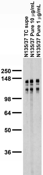 JIP-2/IB-2 Antibody in Western Blot (WB)