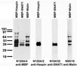 Maltose Binding Protein (MBP) Monoclonal Antibody (N128A/4)