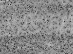 Pan-QKI Antibody in Immunohistochemistry (Frozen) (IHC (F))