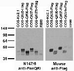 Pan-QKI Antibody in Western Blot (WB)