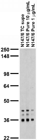 Pan-QKI Antibody in Western Blot (WB)