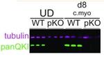 Pan-QKI Antibody in Western Blot (WB)