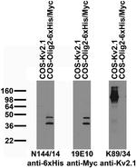 6xHis Antibody in Western Blot (WB)