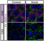RGS14 Antibody in Immunohistochemistry (Frozen) (IHC (F))