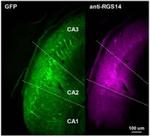 RGS14 Antibody in Immunohistochemistry (Frozen) (IHC (F))
