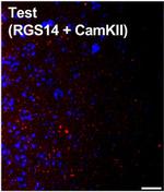 RGS14 Antibody in Immunohistochemistry (Frozen) (IHC (F))