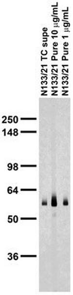 RGS14 Antibody in Western Blot (WB)