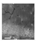 GABA-A-R/Delta Antibody in Immunohistochemistry (Frozen) (IHC (F))