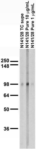 HCN3 Antibody in Western Blot (WB)