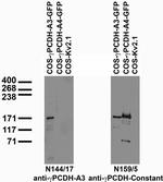Gamma-Protocadherin-A3 Monoclonal Antibody (N144/17)