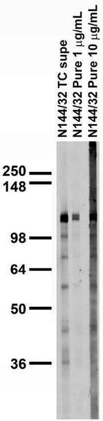 Pan-Gamma-Protocadherin-A Antibody in Western Blot (WB)