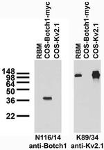 Botch Antibody in Western Blot (WB)