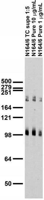 LRP4 (Cytoplasmic) Antibody in Western Blot (WB)