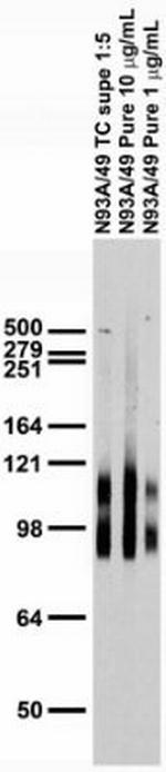 GABA-B-R1 Antibody in Western Blot (WB)