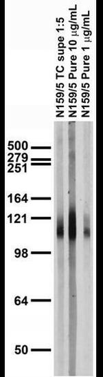 Pan-Gamma-Protocadherin Antibody in Western Blot (WB)