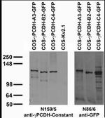 Pan-Gamma-Protocadherin Monoclonal Antibody (N159/5)