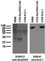 SynDIG3/Tmem91 Antibody in Western Blot (WB)