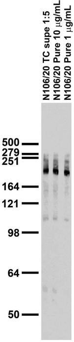 Ankyrin-G Antibody in Western Blot (WB)