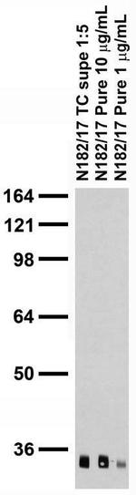 QKI-6 Antibody in Western Blot (WB)