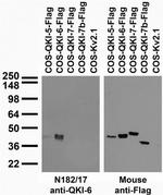 QKI-6 Antibody in Western Blot (WB)