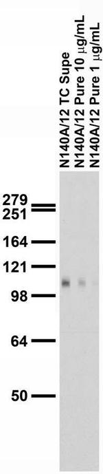 SALM5/LRFN5 Antibody in Western Blot (WB)